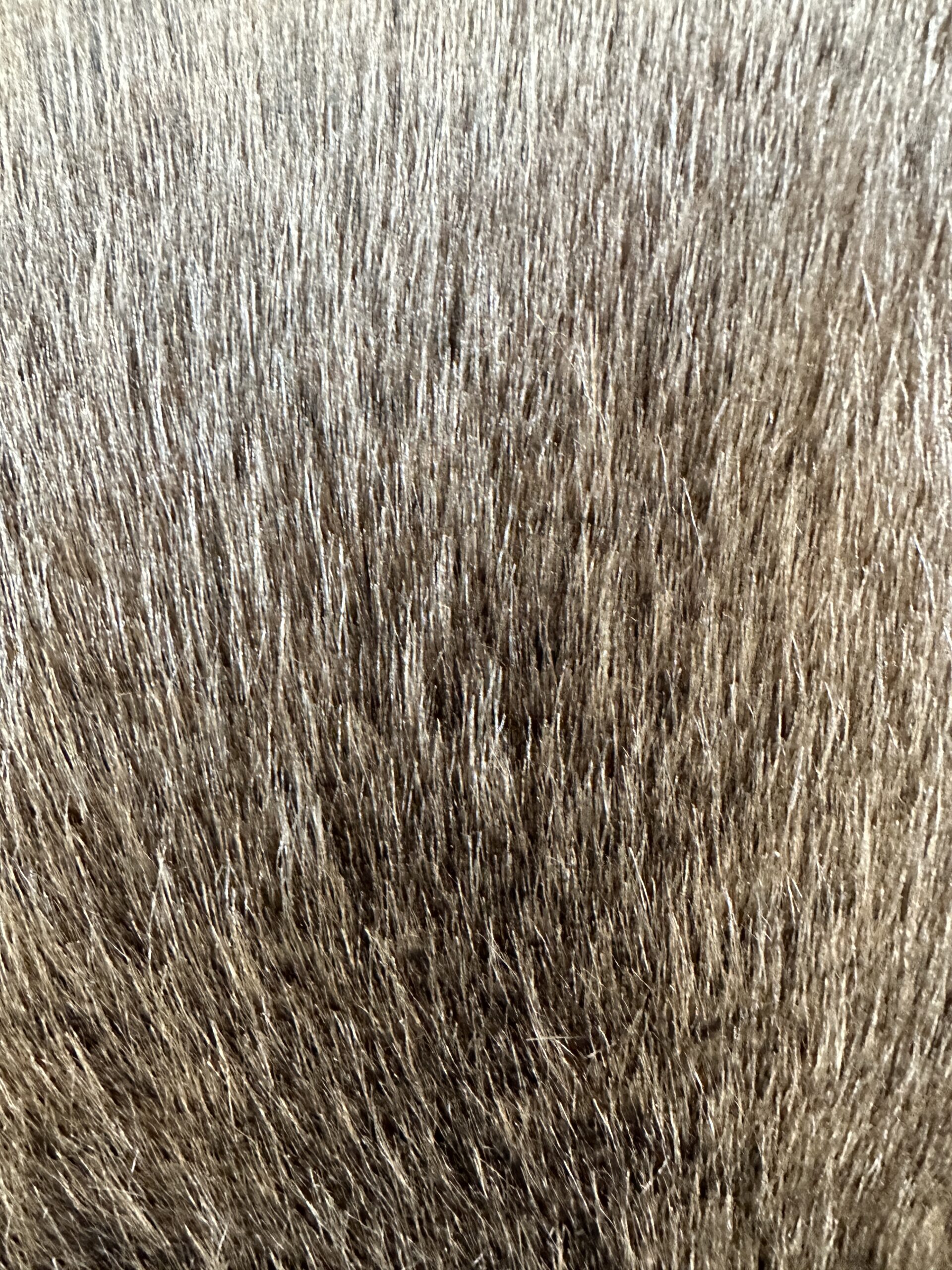 ZINC Sabre Pillows